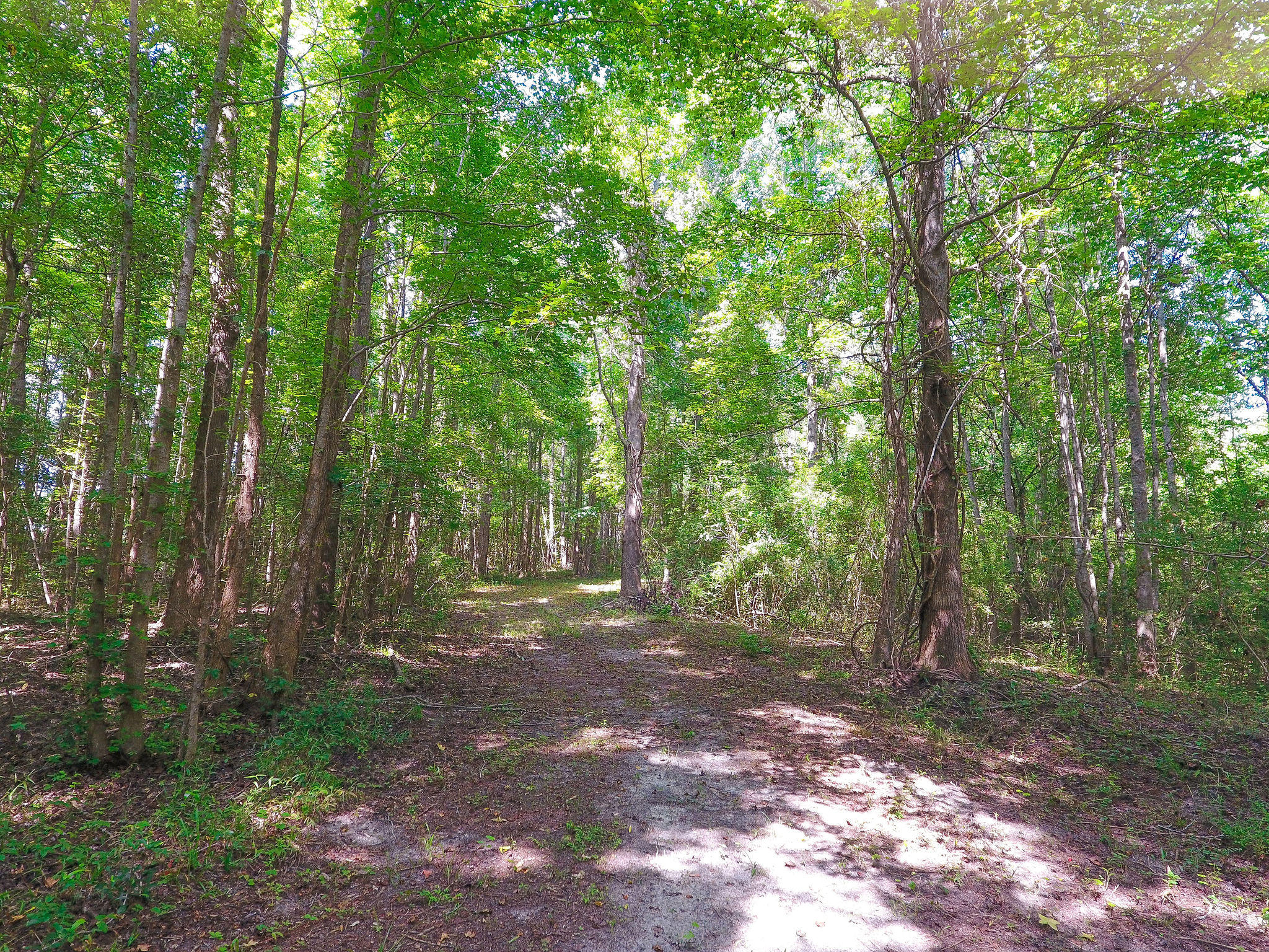 1000 Sniders Highway Ruffin, SC 29475 - Photo 8 of 10 DJI_0015