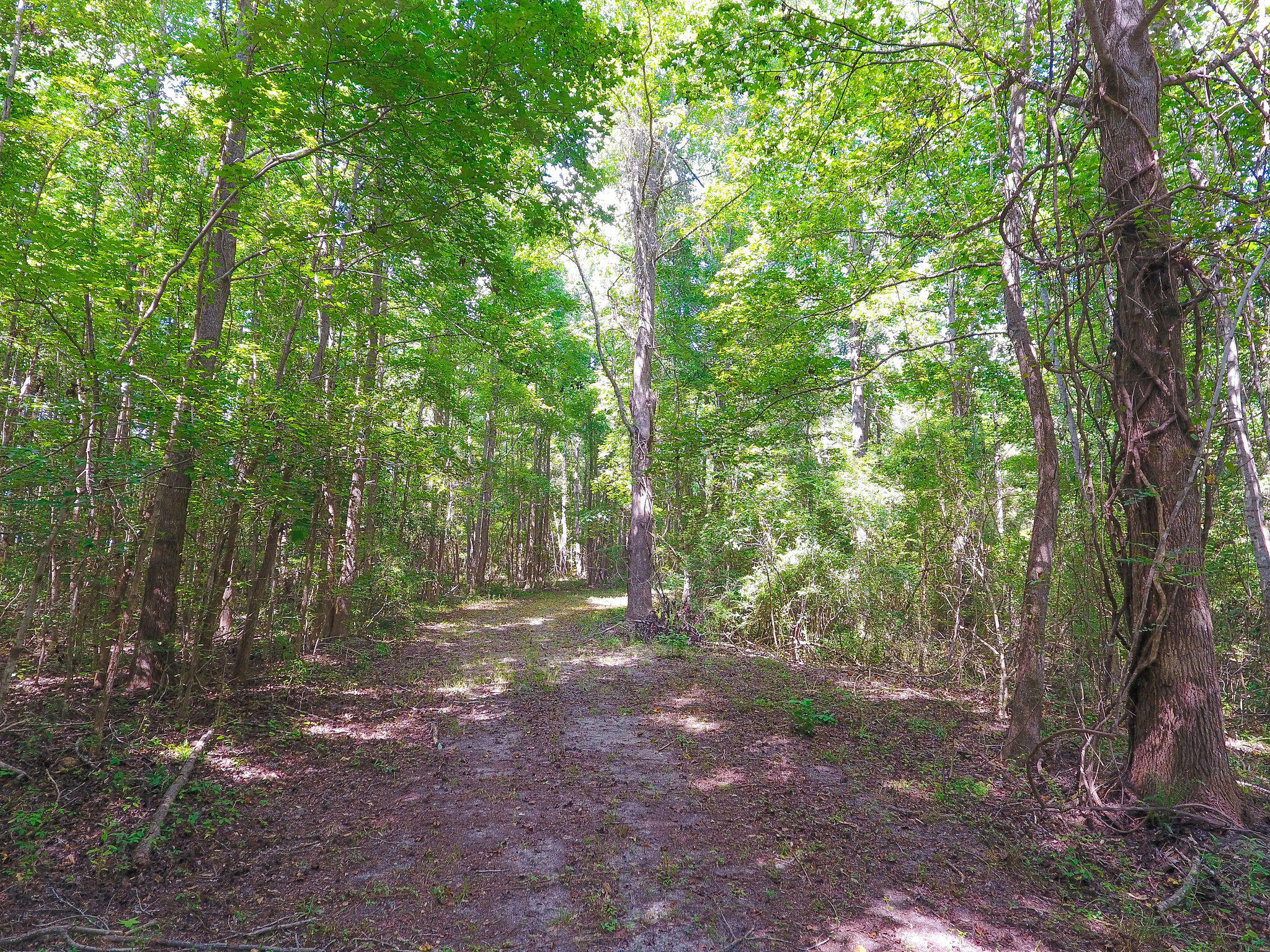 1000 Sniders Highway Ruffin, SC 29475 - Photo 9 of 10 DJI_0018