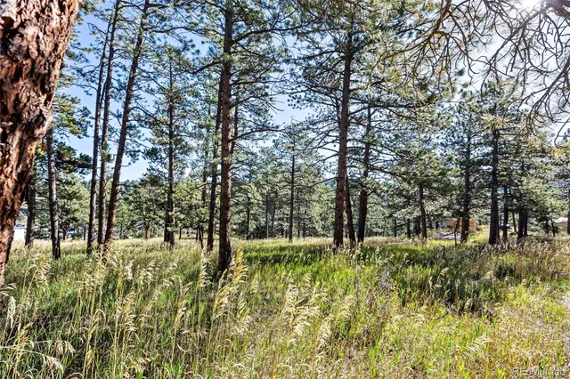 a view of a yard with a tree