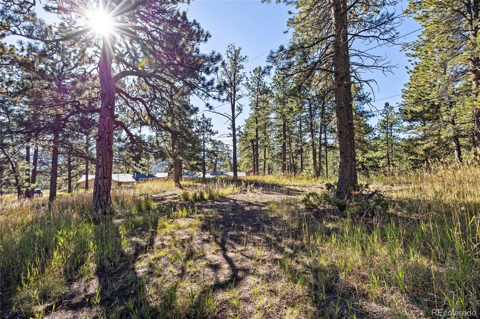 3942 Palo Verde Road Evergreen, CO 80439 - Photo 13 of 41 a view of backyard with tree