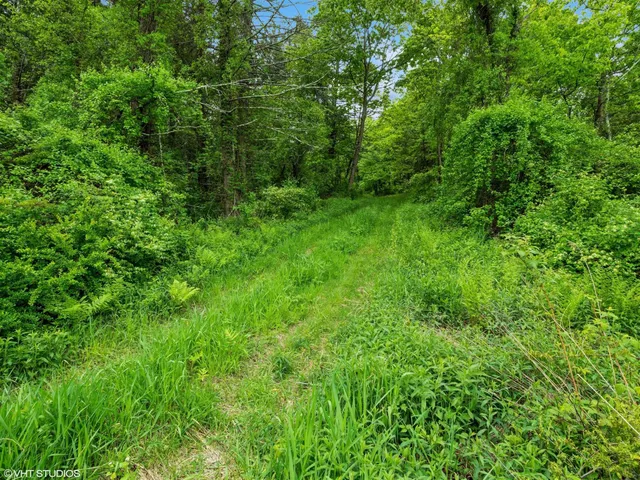 a view of a lush green forest