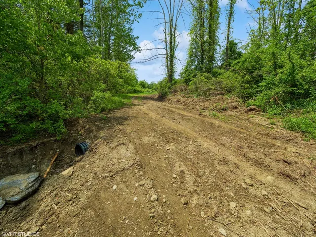 a view of a yard with plants and large trees