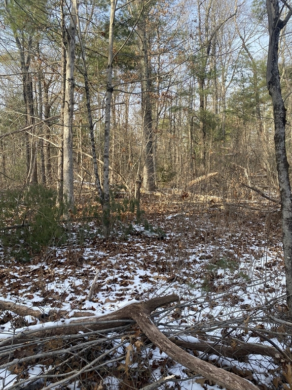 121-lt12 Sturbridge Road Brimfield, MA 01010 - Photo 3 of 13 a view of a yard with lots of trees