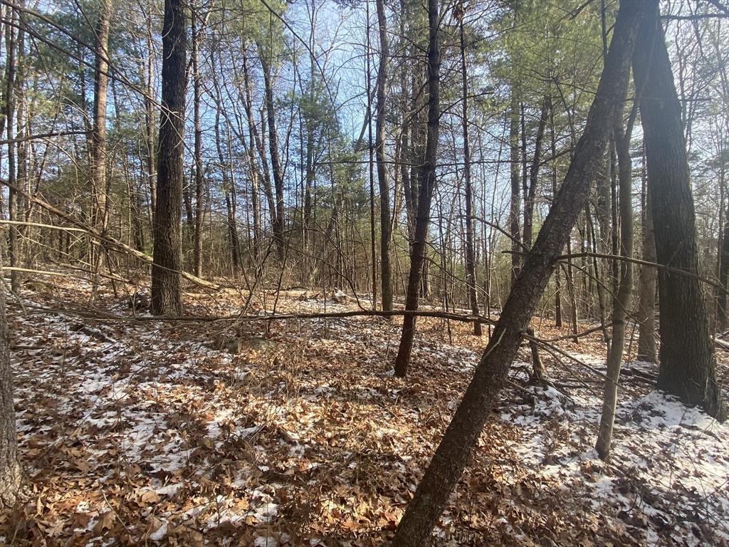121-lt12 Sturbridge Road Brimfield, MA 01010 - Photo 9 of 13 a view of a forest filled with trees