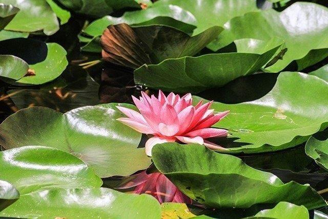 3891 Granite Hill Road Grants Pass, OR 97526 - Photo 27 of 32 granite lily pad