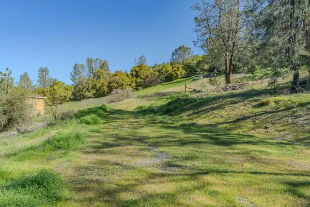 a view of a field with plants and trees