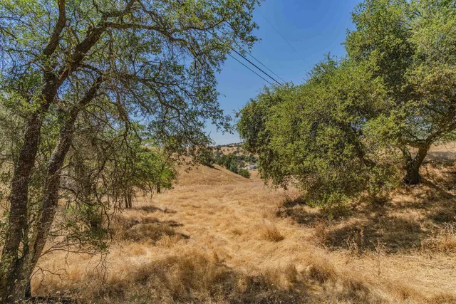 a view of a yard with a tree