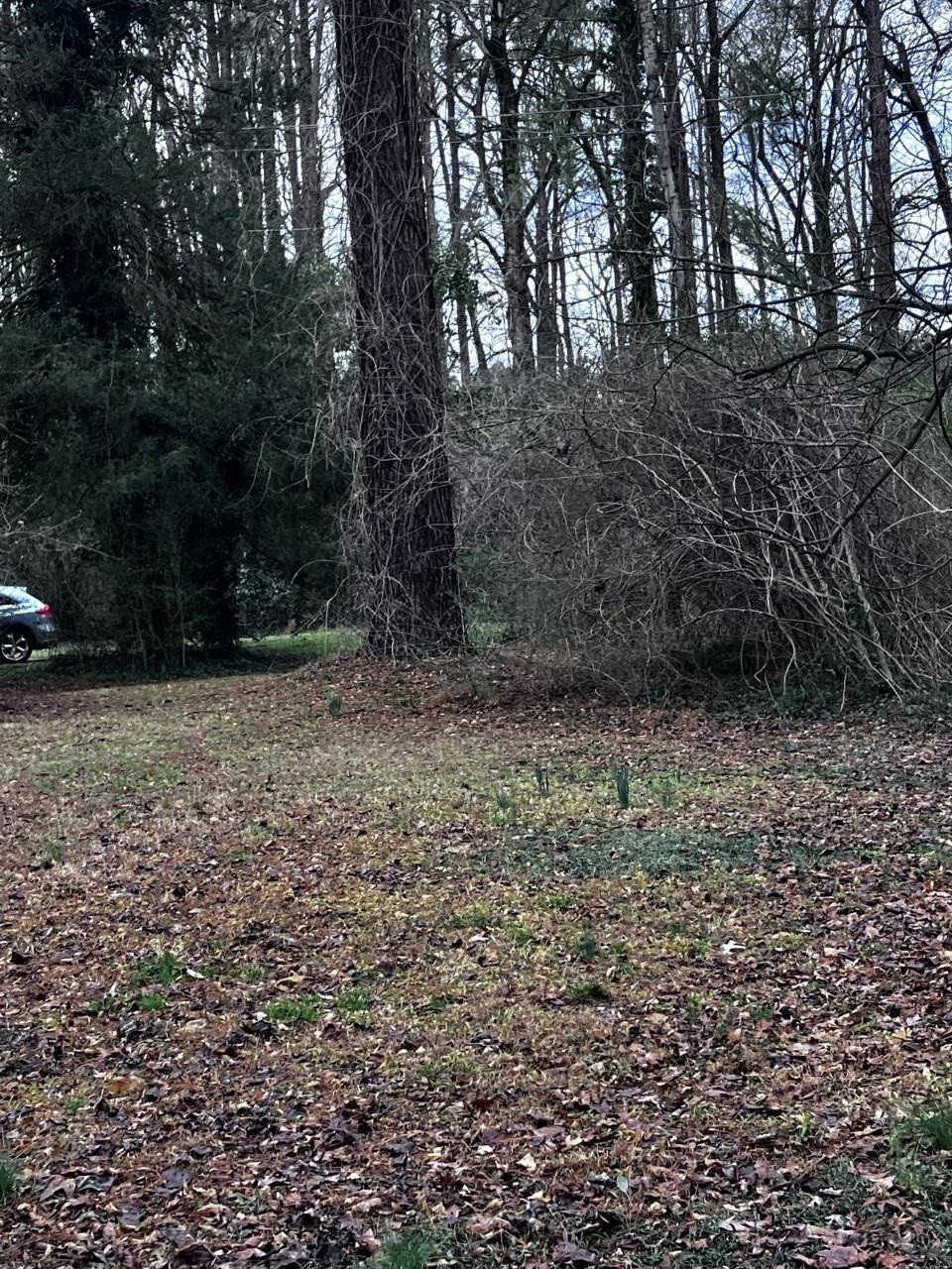 1212 Onslow Road Raleigh, NC 27606 - Photo 4 of 6 a view of backyard with green space