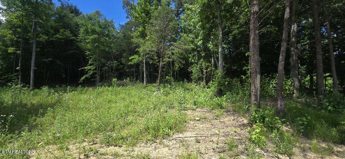 925 Anderson Hollow Road Huntsville, TN 37756 - Photo 5 of 9 20260615_145717