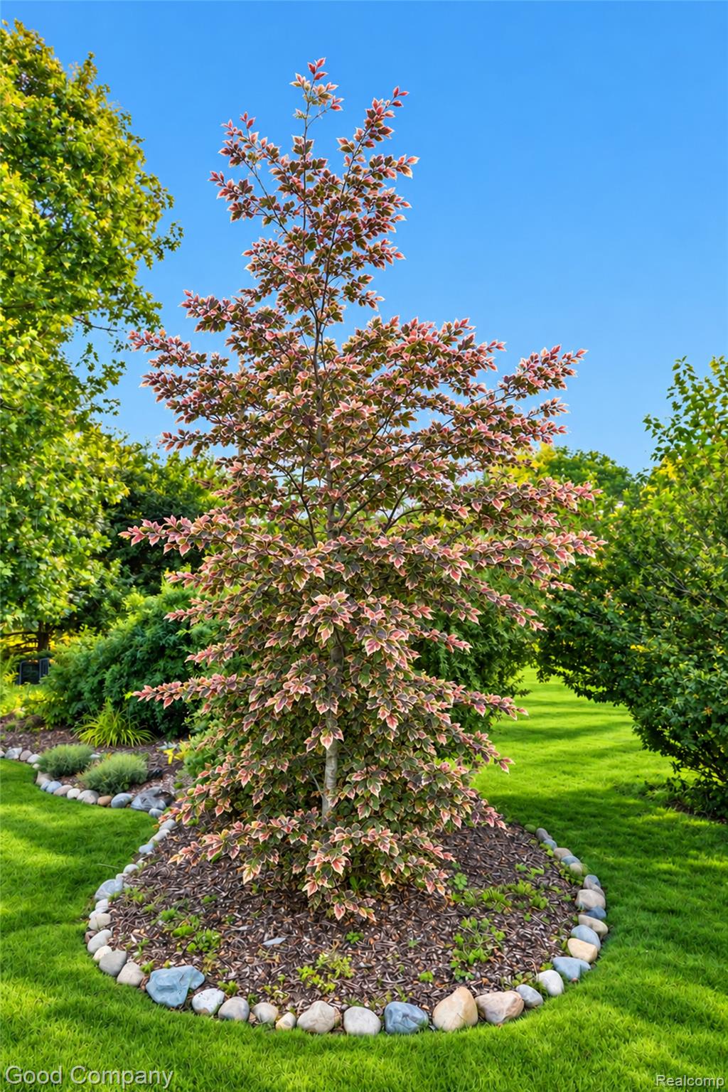 1115 Torpey Road Troy, MI 48083 - Photo 74 of 79 Tri-Color Beech in Early Summer.jpg