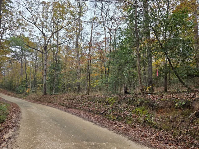 a view of a forest filled with trees