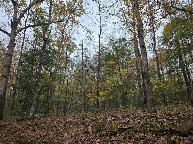a view of a forest with trees