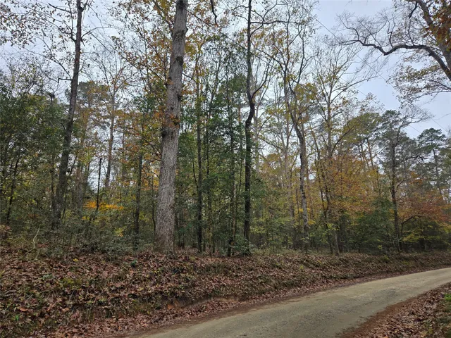 a view of a forest filled with trees