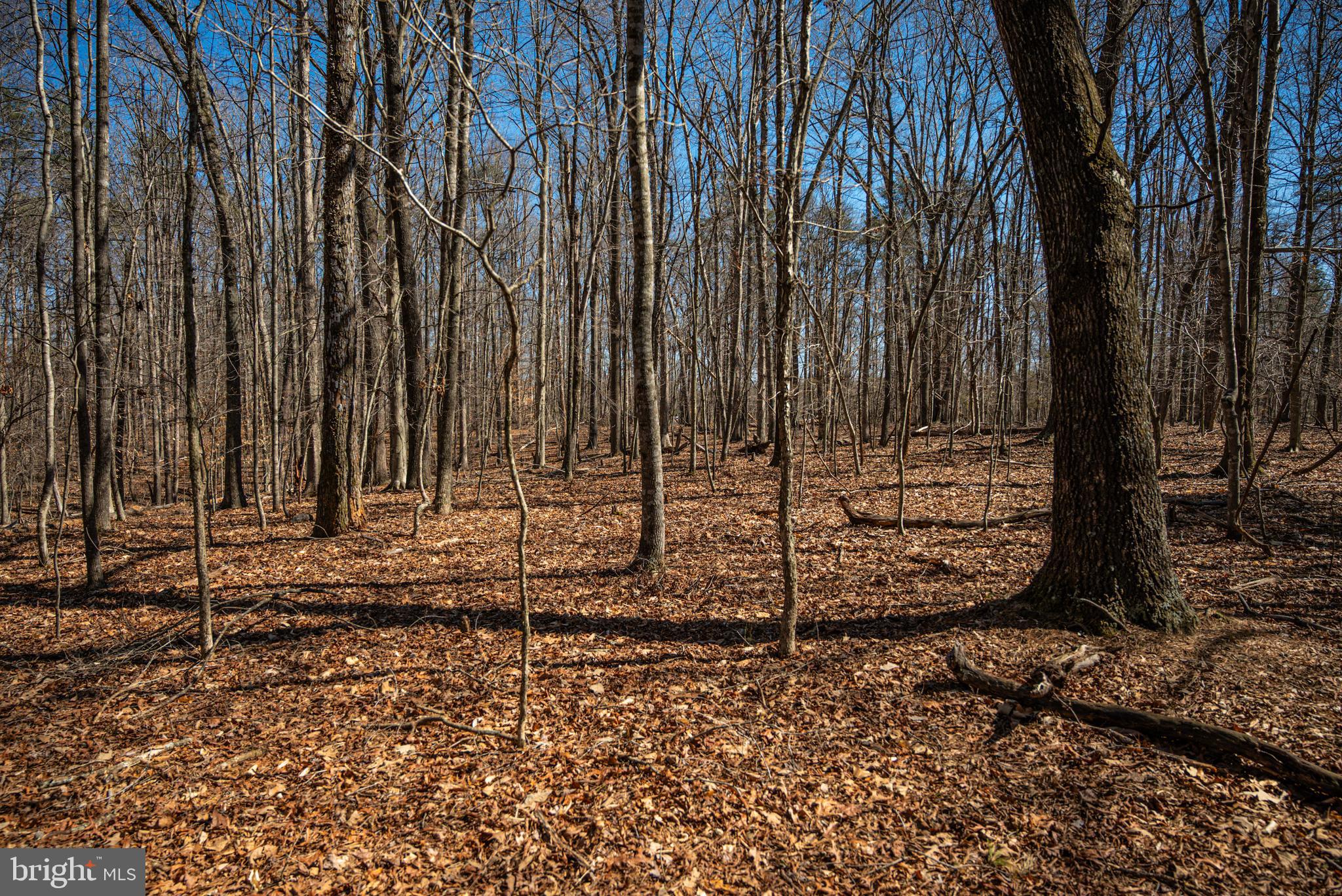 0 Cox Mill Road Gordonsville, VA 22942 - Photo 26 of 43 a view of a backyard with trees