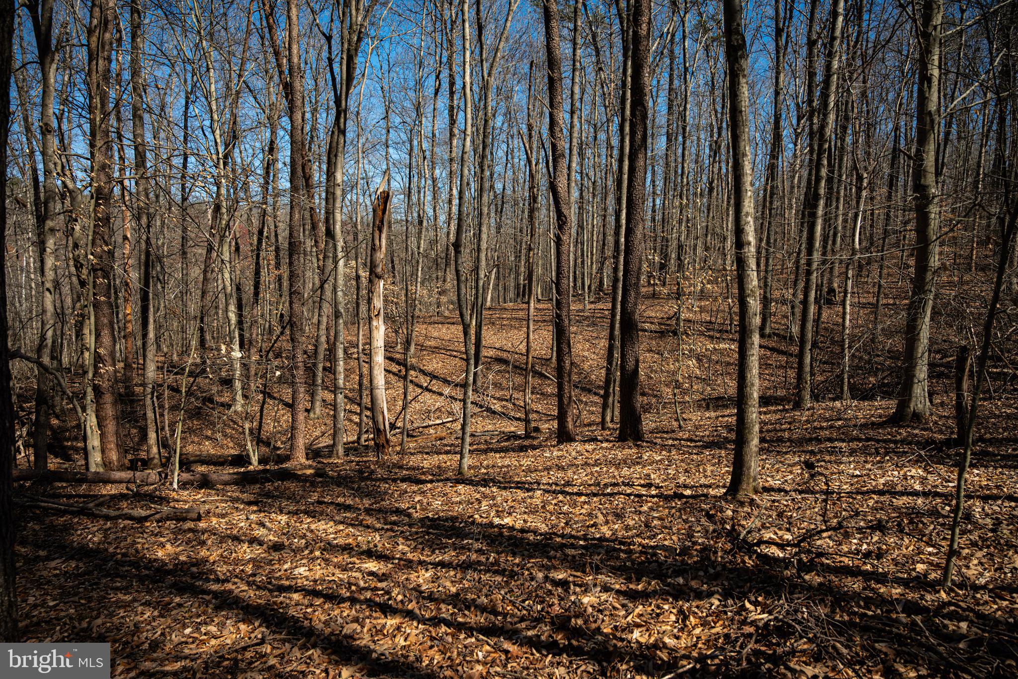 0 Cox Mill Road Gordonsville, VA 22942 - Photo 27 of 43 a view of a backyard with trees