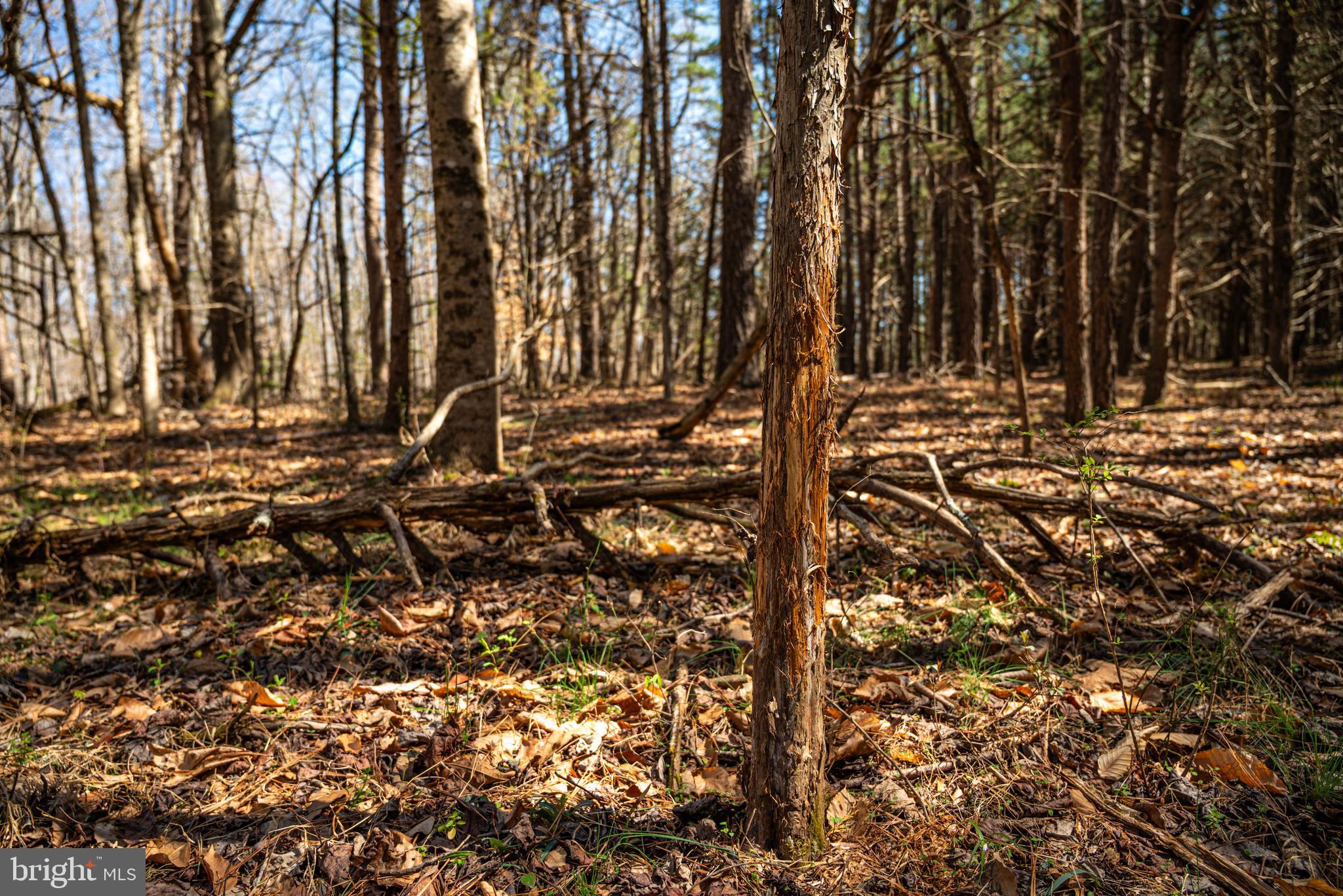 0 Cox Mill Road Gordonsville, VA 22942 - Photo 28 of 43 a view of yard