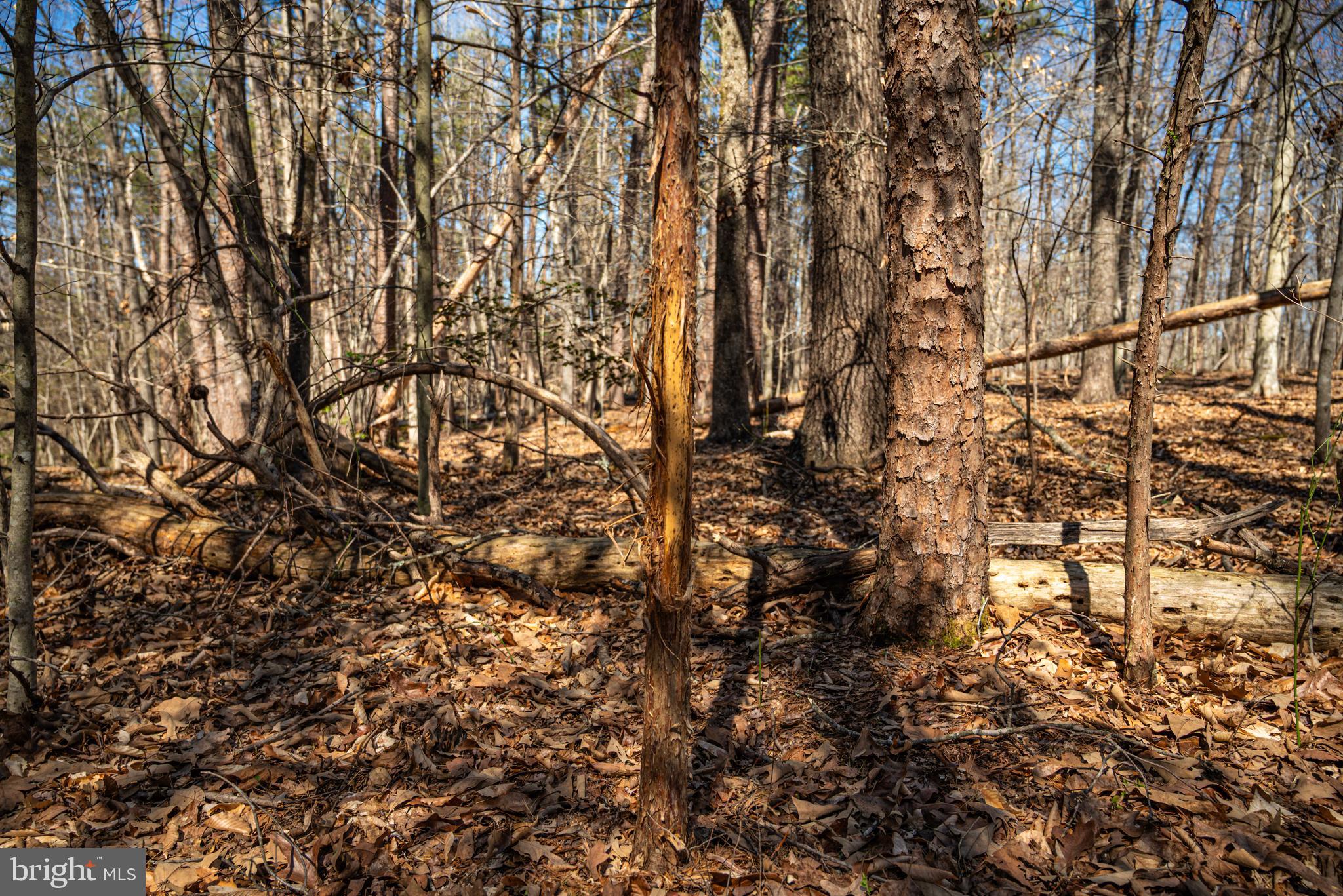 0 Cox Mill Road Gordonsville, VA 22942 - Photo 29 of 43 a view of a yard