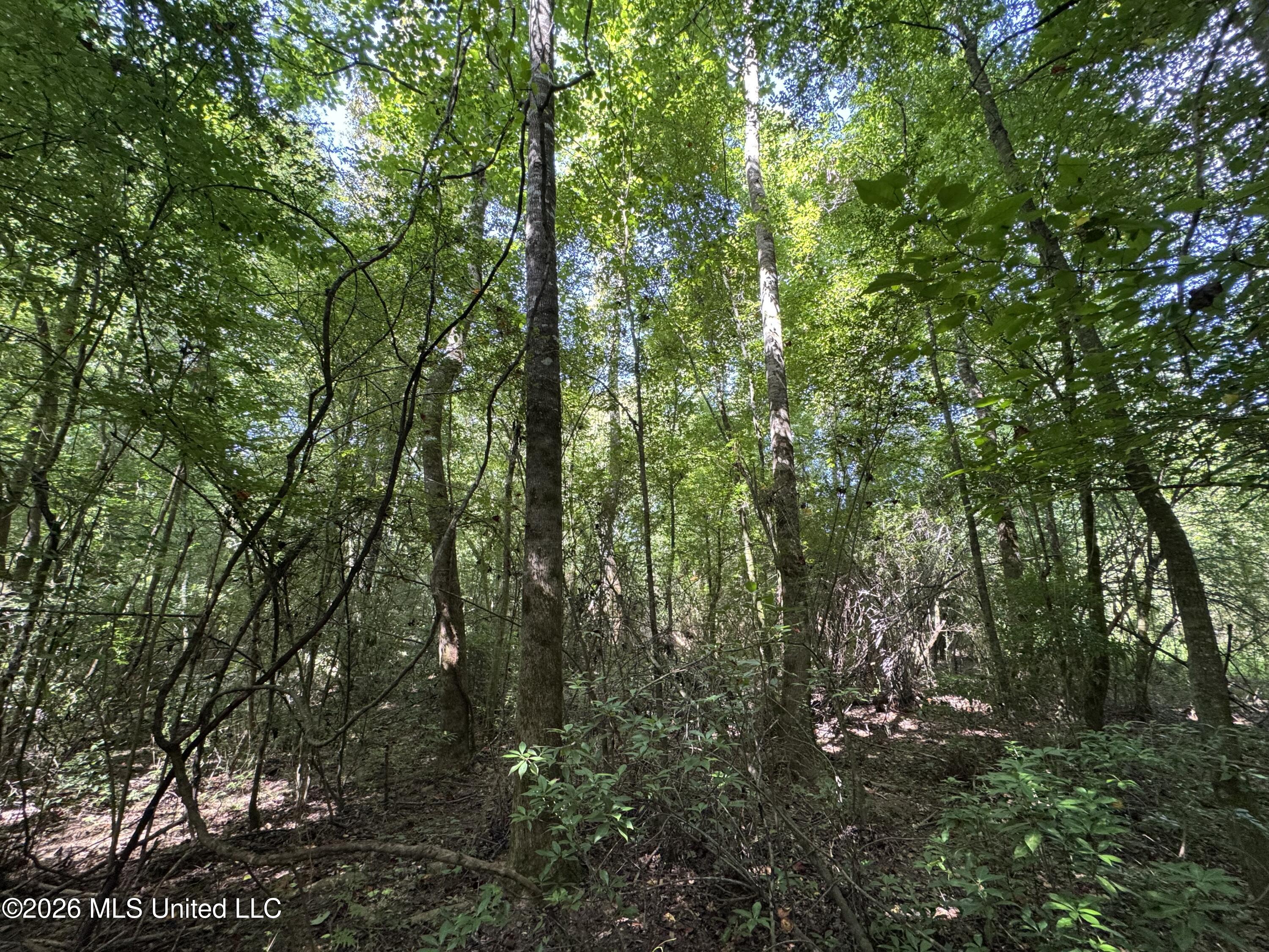 32 A Sauls Road Ruth, MS 39662 - Photo 19 of 22 Land-for-sale-Ruth-MS (18)