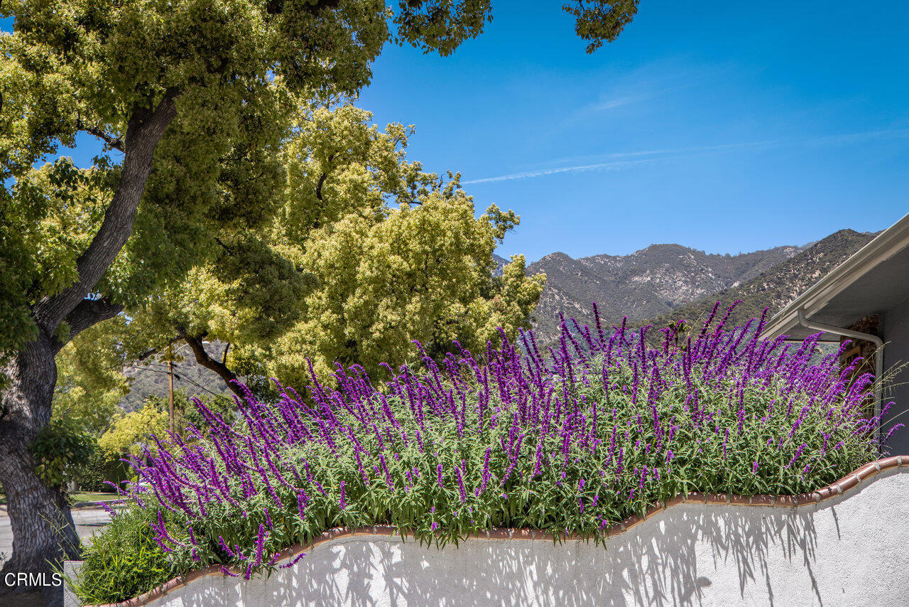 1260 Riviera Drive Pasadena, CA 91107 - Photo 27 of 28 a view of a lot of flowers in a garden