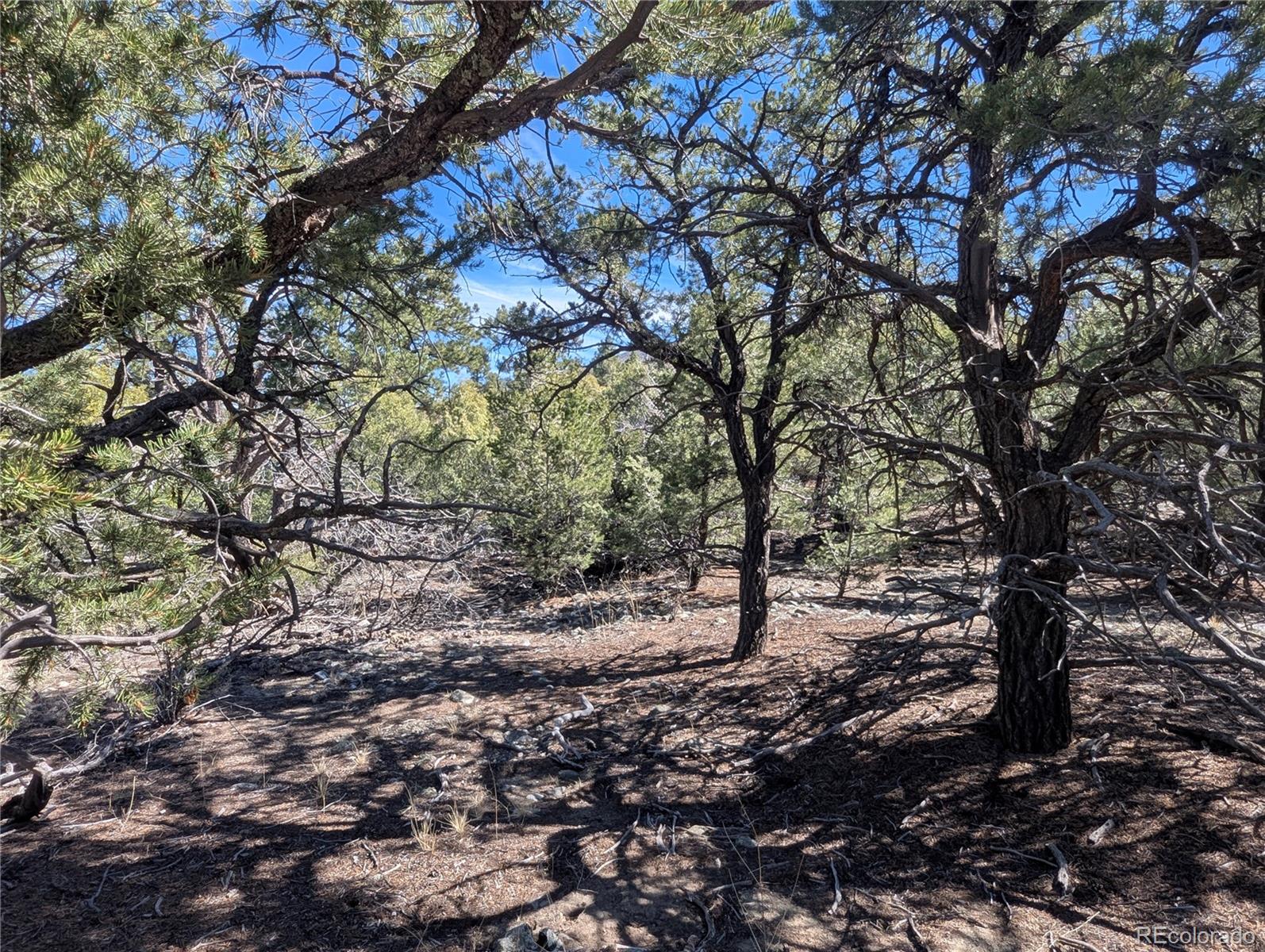 200 Mill Run Road Mosca, CO 81146 - Photo 3 of 33 a view of a large tree