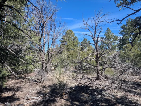$15,000 | 200 Mill Run Road, Mosca, CO 81146
