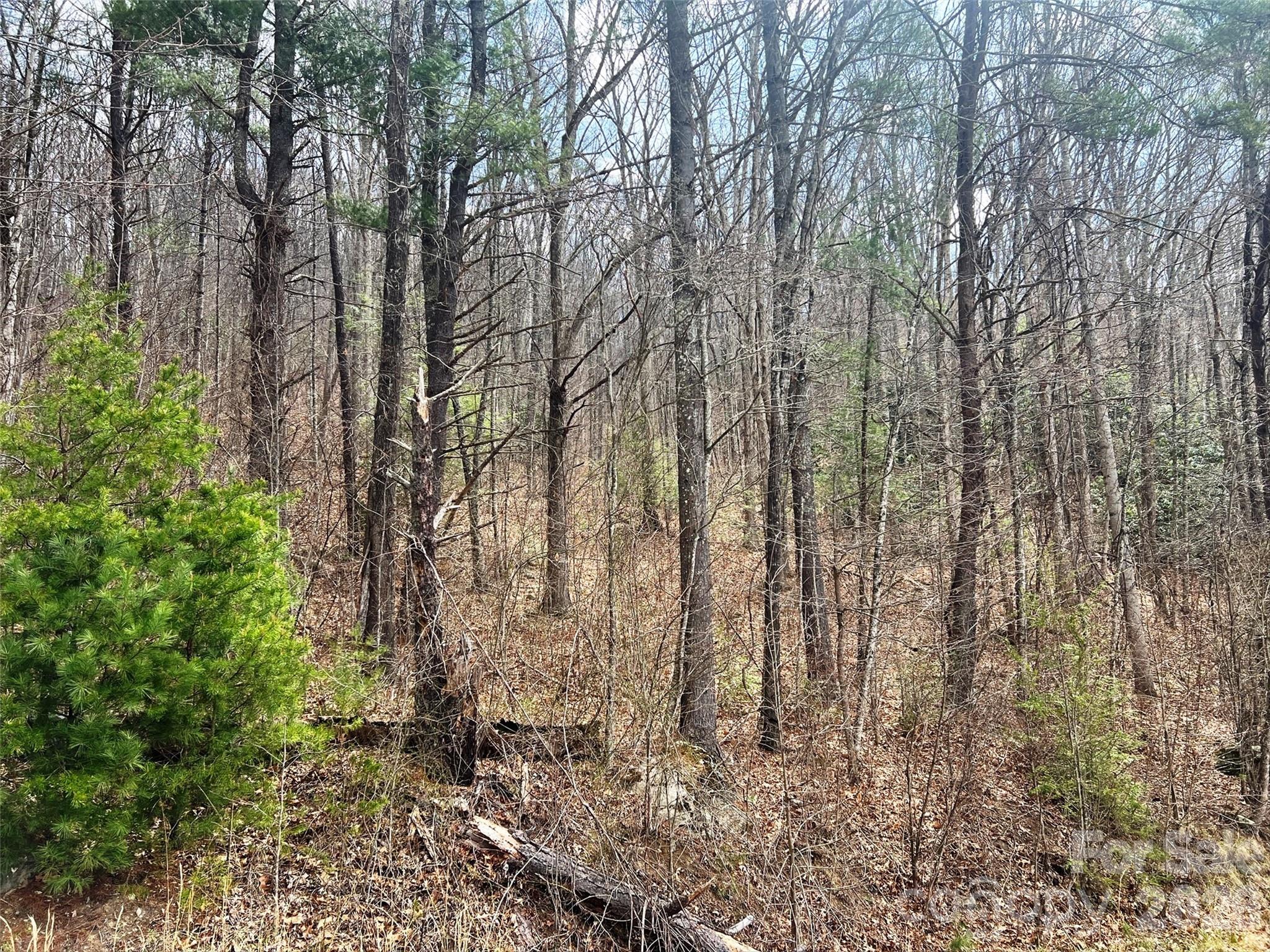 Tbd Moonbeam Lane, Unit 101 102 Clyde, NC 28721 - Photo 15 of 20 a view of a yard with large trees