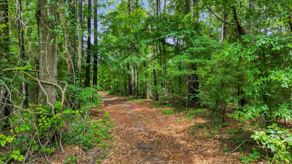 6299 Highway 271 Gilmer, TX 75644 - Photo 31 of 39 a view of a yard with a tree