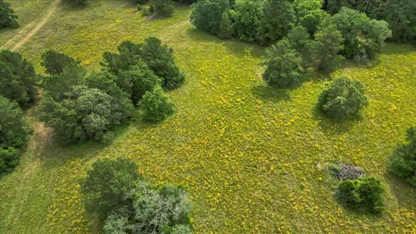 a view of a lush green forest