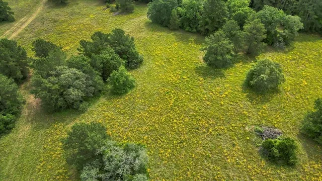 a view of a lush green forest