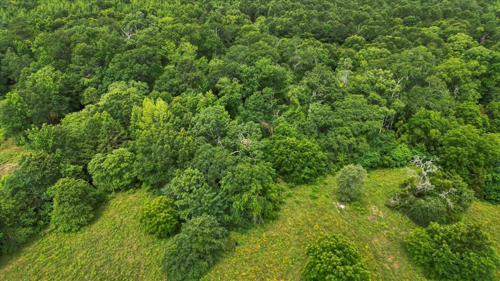 6299 Highway 271 Gilmer, TX 75644 - Photo 34 of 39 a view of a lush green forest