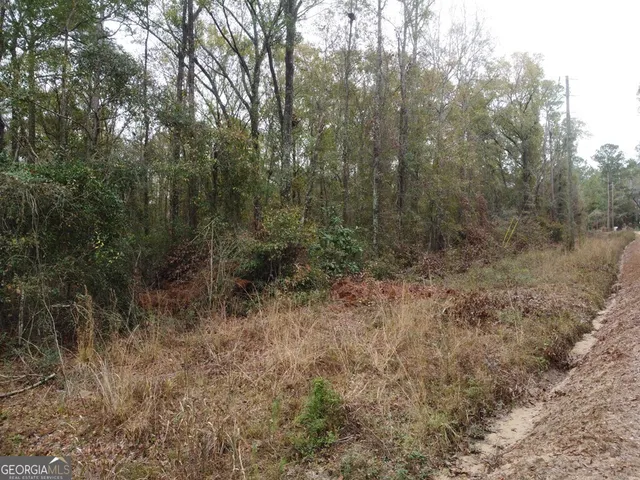 a view of a forest with trees in the background