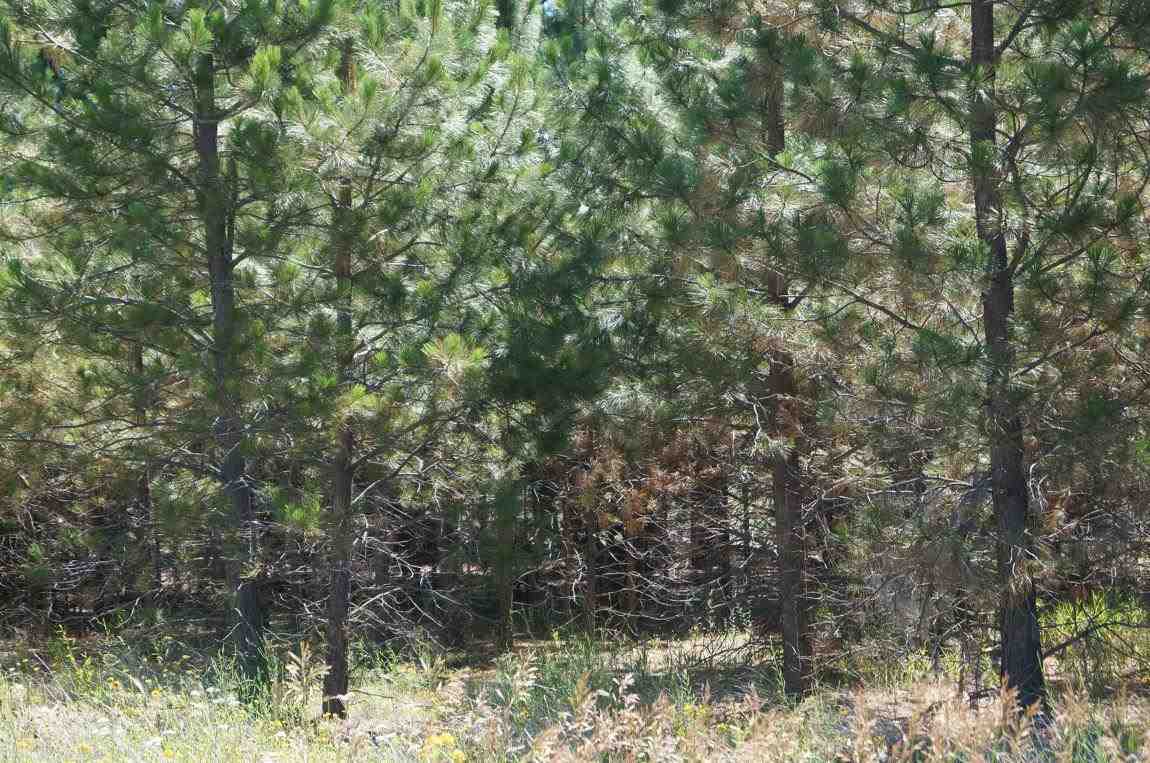 7112 South Spotted Road Cheney, WA 99004 - Photo 11 of 20