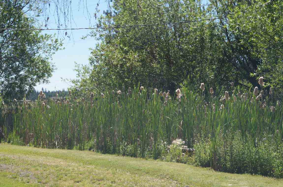 7112 South Spotted Road Cheney, WA 99004 - Photo 3 of 20