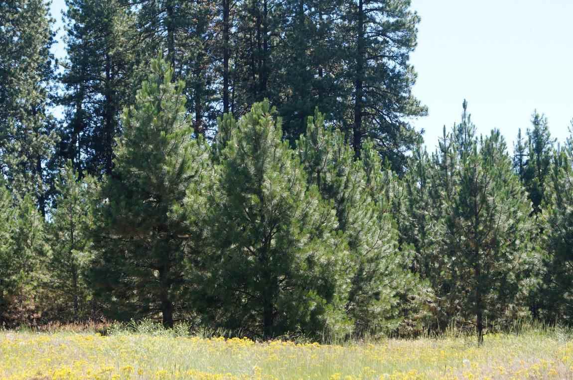 7112 South Spotted Road Cheney, WA 99004 - Photo 9 of 20