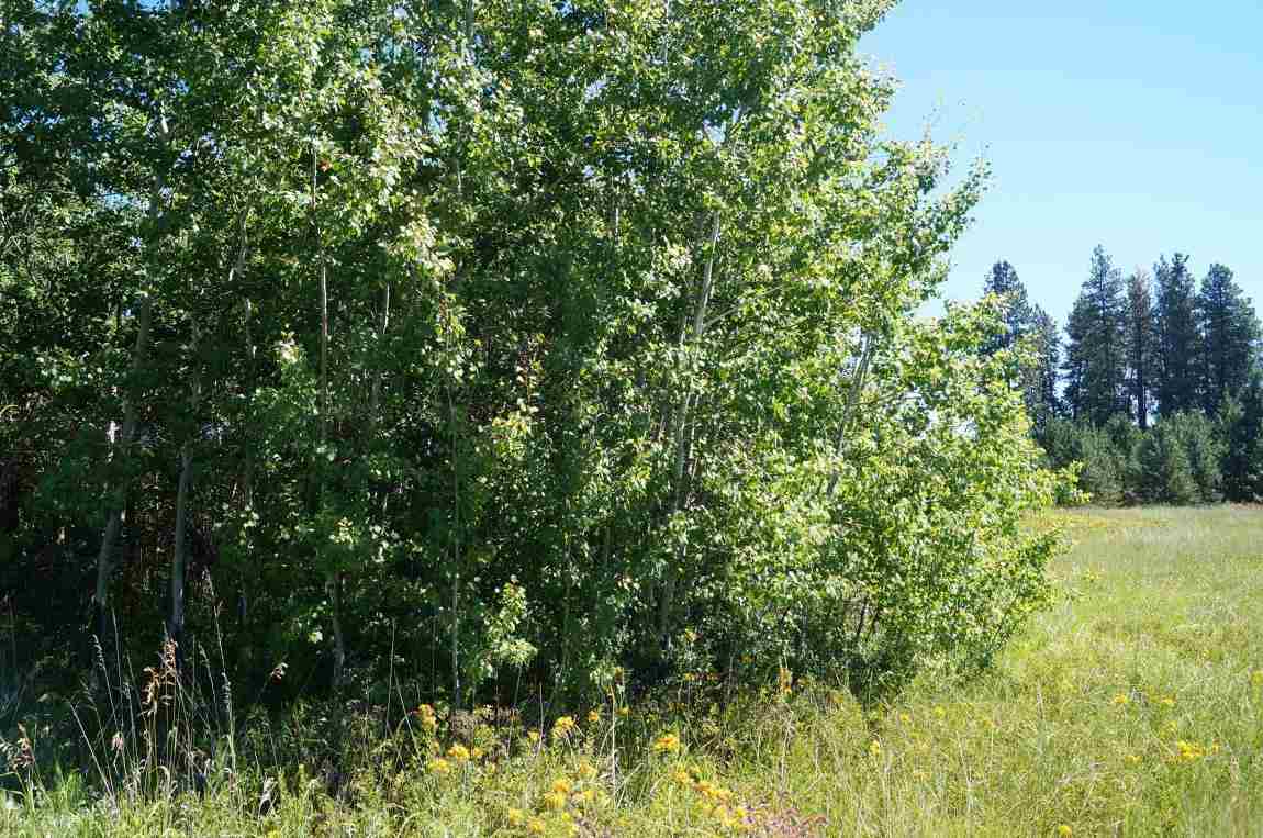 7112 South Spotted Road Cheney, WA 99004 - Photo 10 of 20