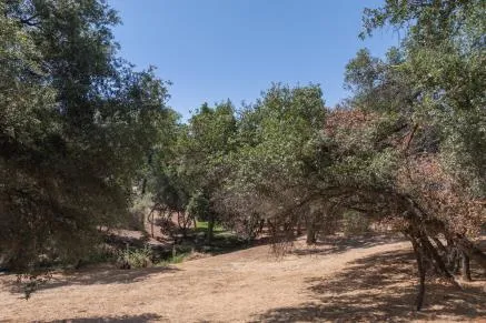 a view of a yard with plants and trees