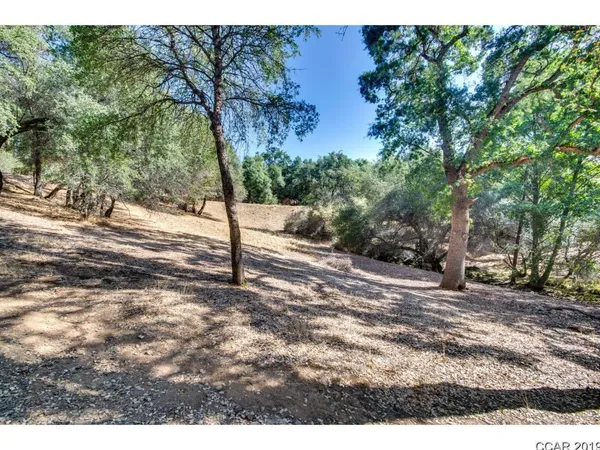 a view of a yard with plants and trees