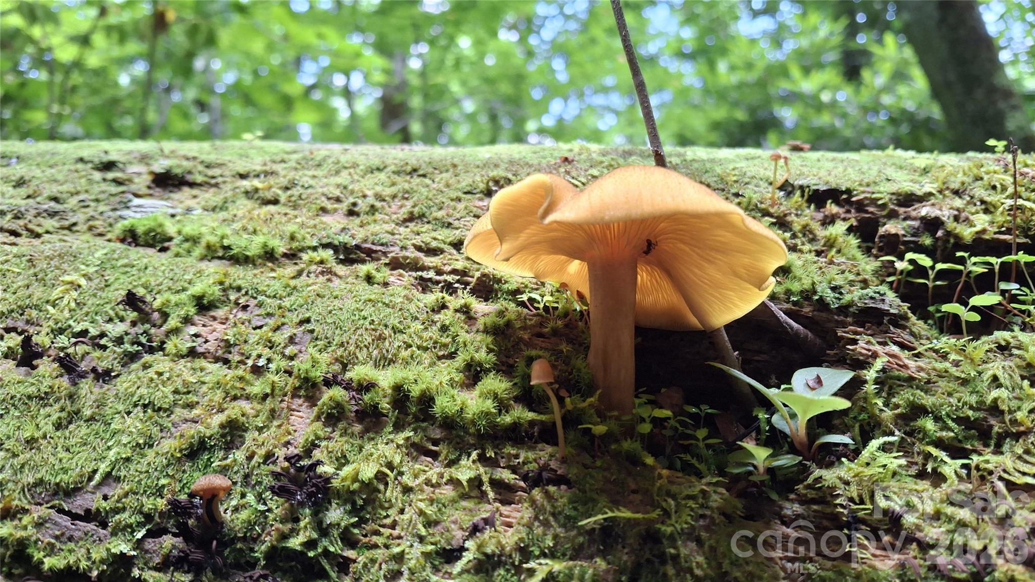0 Dry Creek Road Robbinsville, NC 28771 - Photo 18 of 20