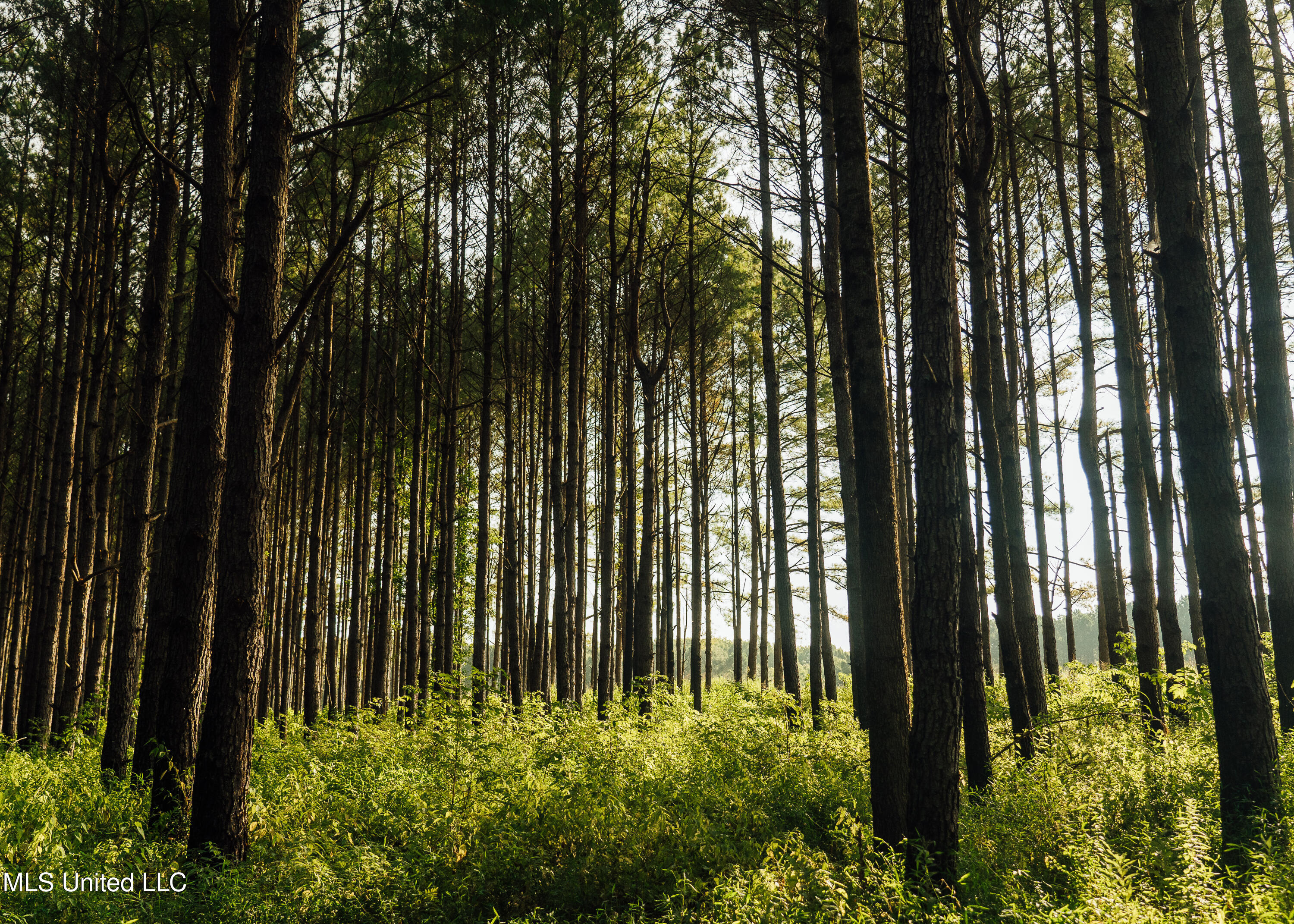 Weir-Highpoint Road McCool, MS 39108 - Photo 11 of 67 457 CHOCTAW PICS-23