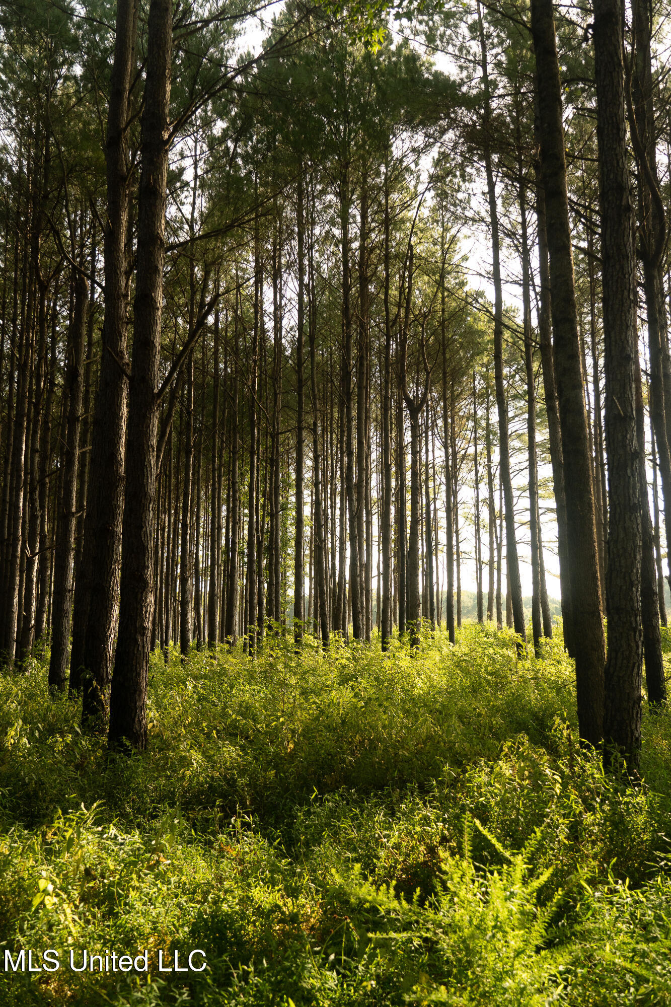 Weir-Highpoint Road McCool, MS 39108 - Photo 13 of 67 457 CHOCTAW PICS-22