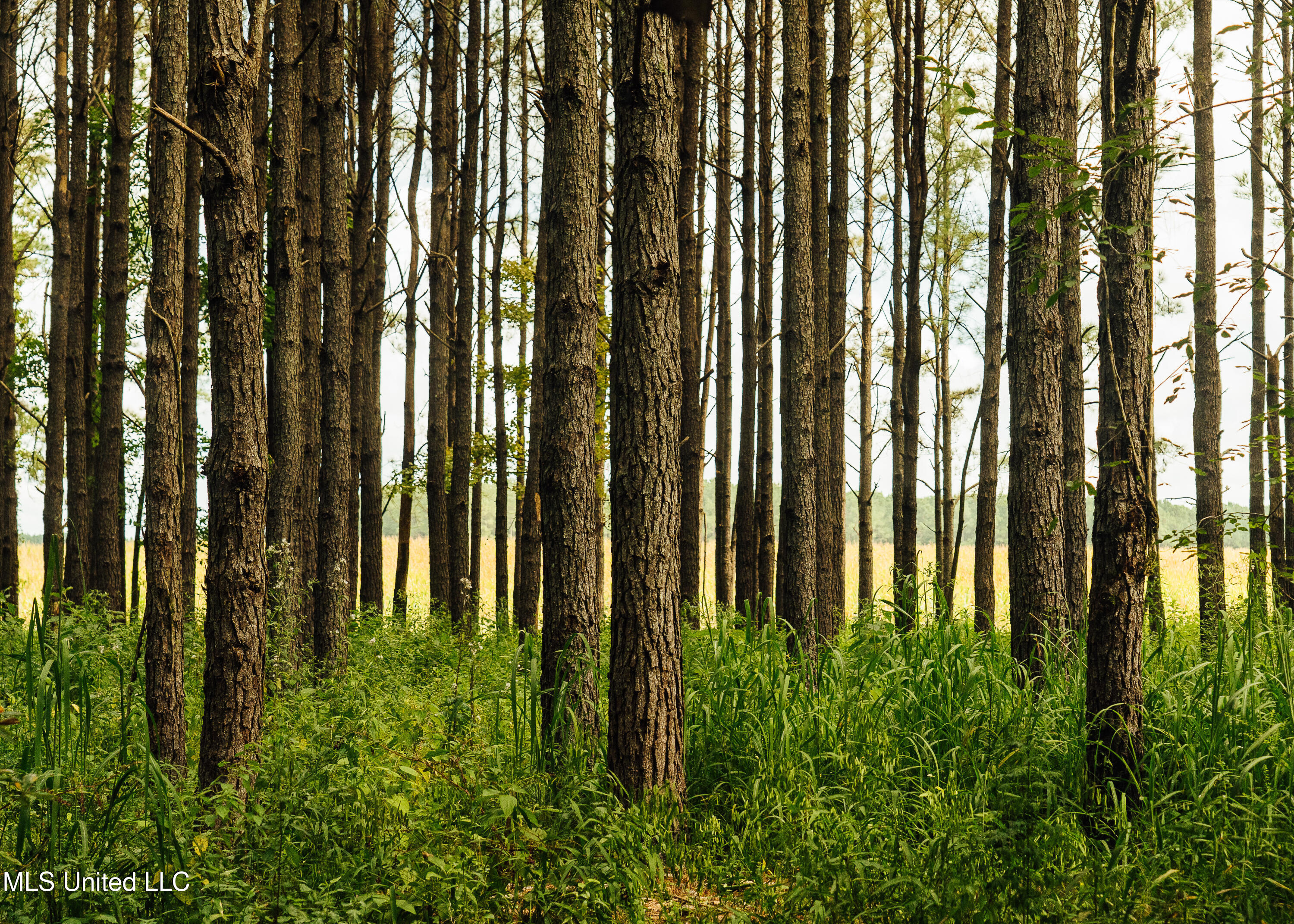 Weir-Highpoint Road McCool, MS 39108 - Photo 19 of 67 457 CHOCTAW PICS-48