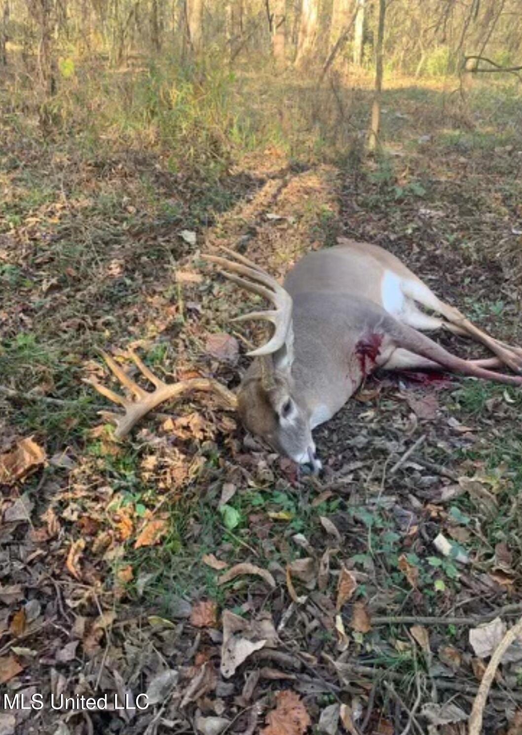 Weir-Highpoint Road McCool, MS 39108 - Photo 2 of 67 Game Pic 1