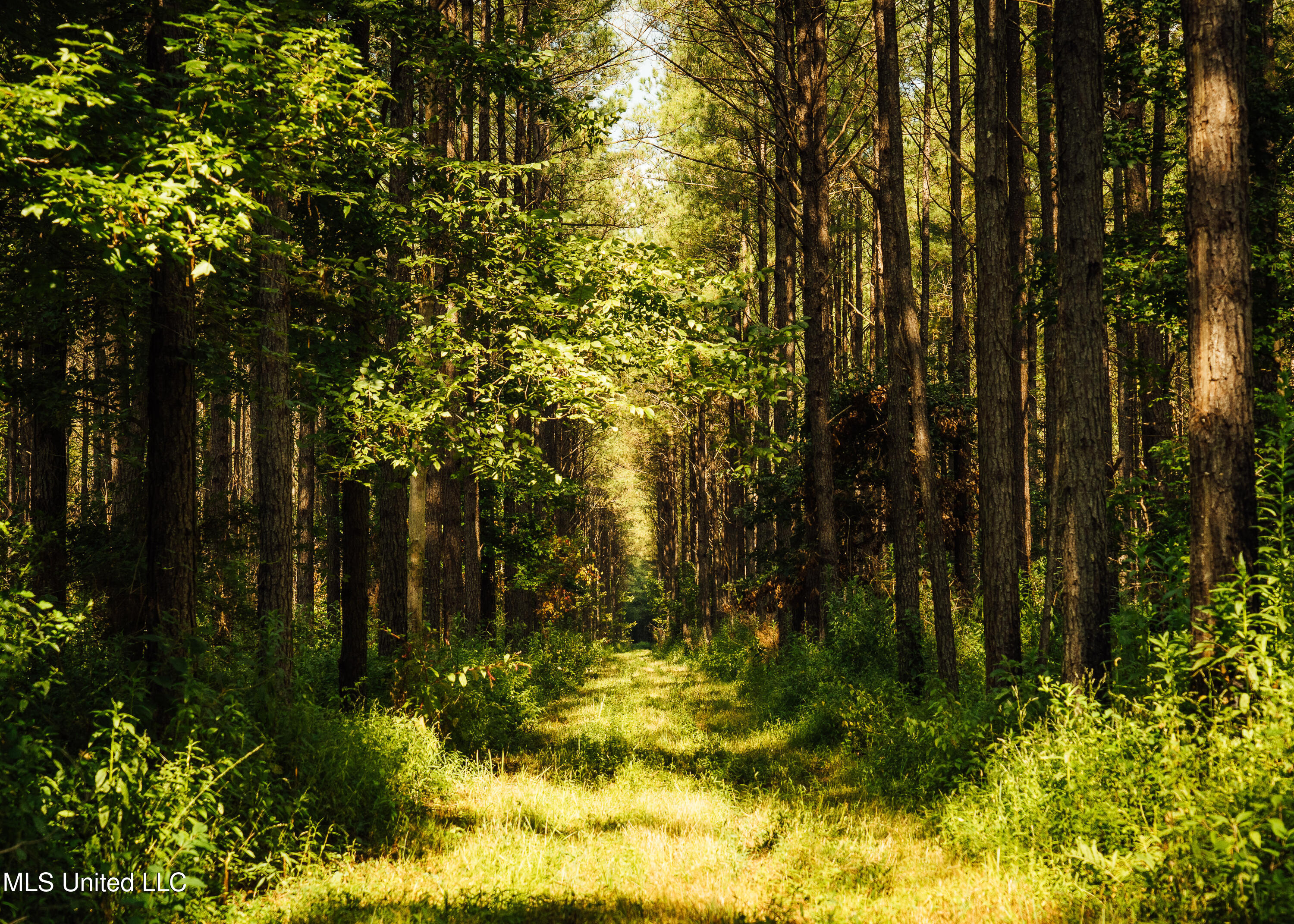 Weir-Highpoint Road McCool, MS 39108 - Photo 21 of 67 457 CHOCTAW PICS-47