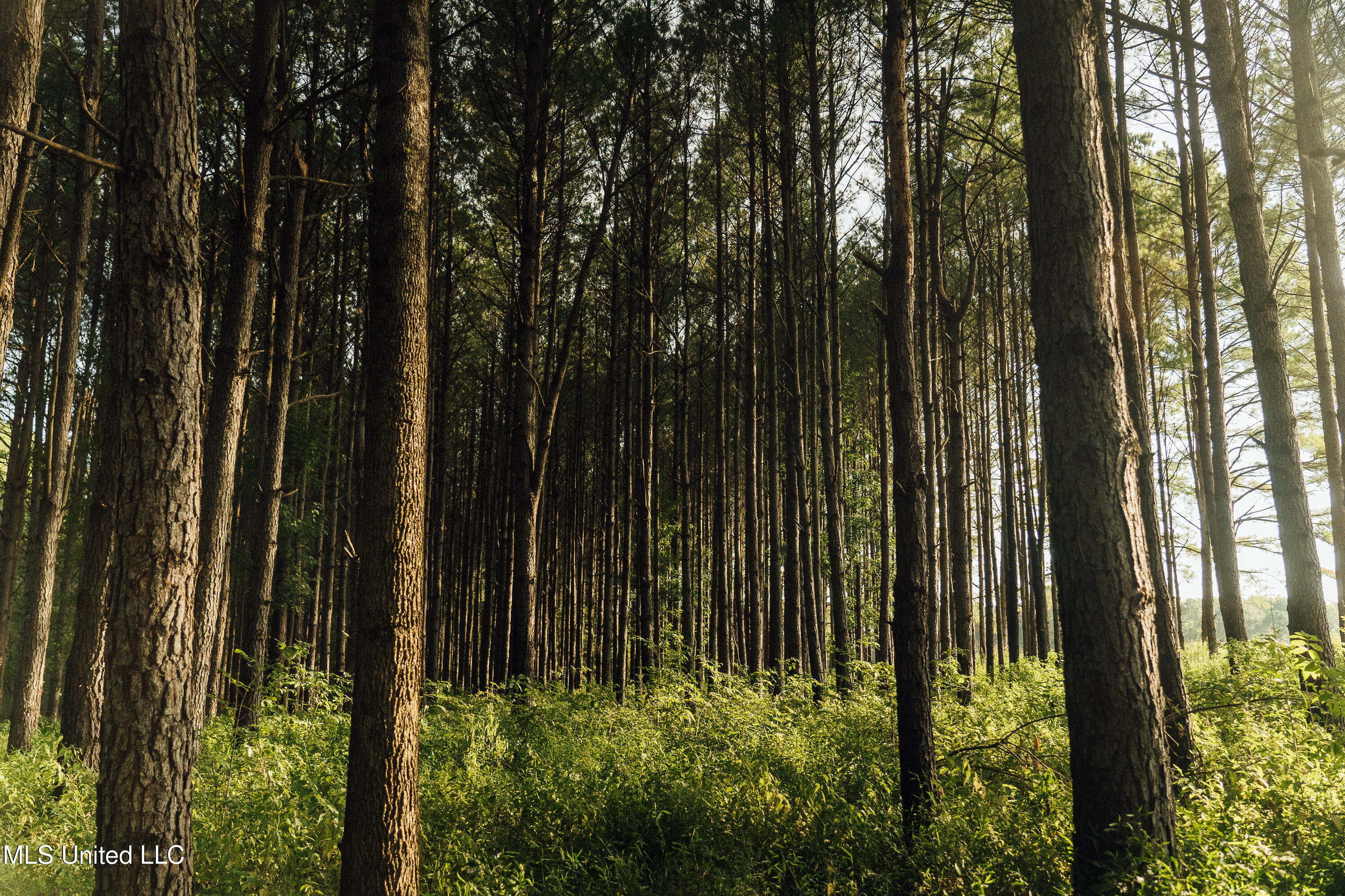 Weir-Highpoint Road McCool, MS 39108 - Photo 27 of 67 457 CHOCTAW PICS-21