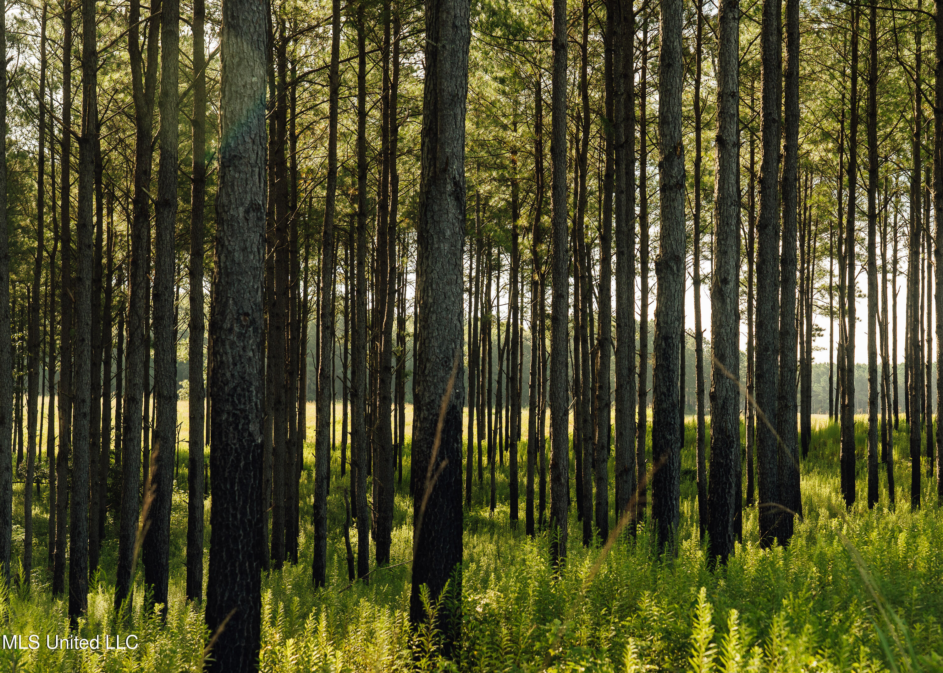 Weir-Highpoint Road McCool, MS 39108 - Photo 30 of 67 457 CHOCTAW PICS-35