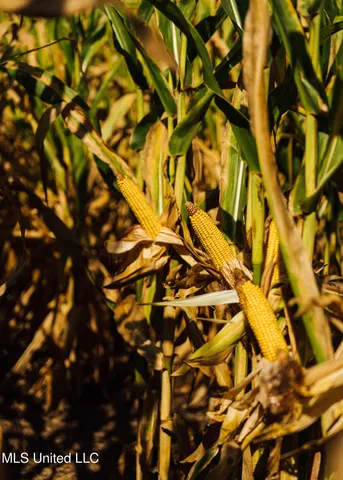 $1,295,000 | Weir-Highpoint Road, McCool, MS 39108