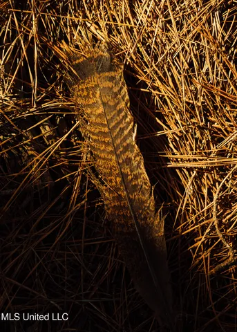 $1,295,000 | Weir-Highpoint Road, McCool, MS 39108