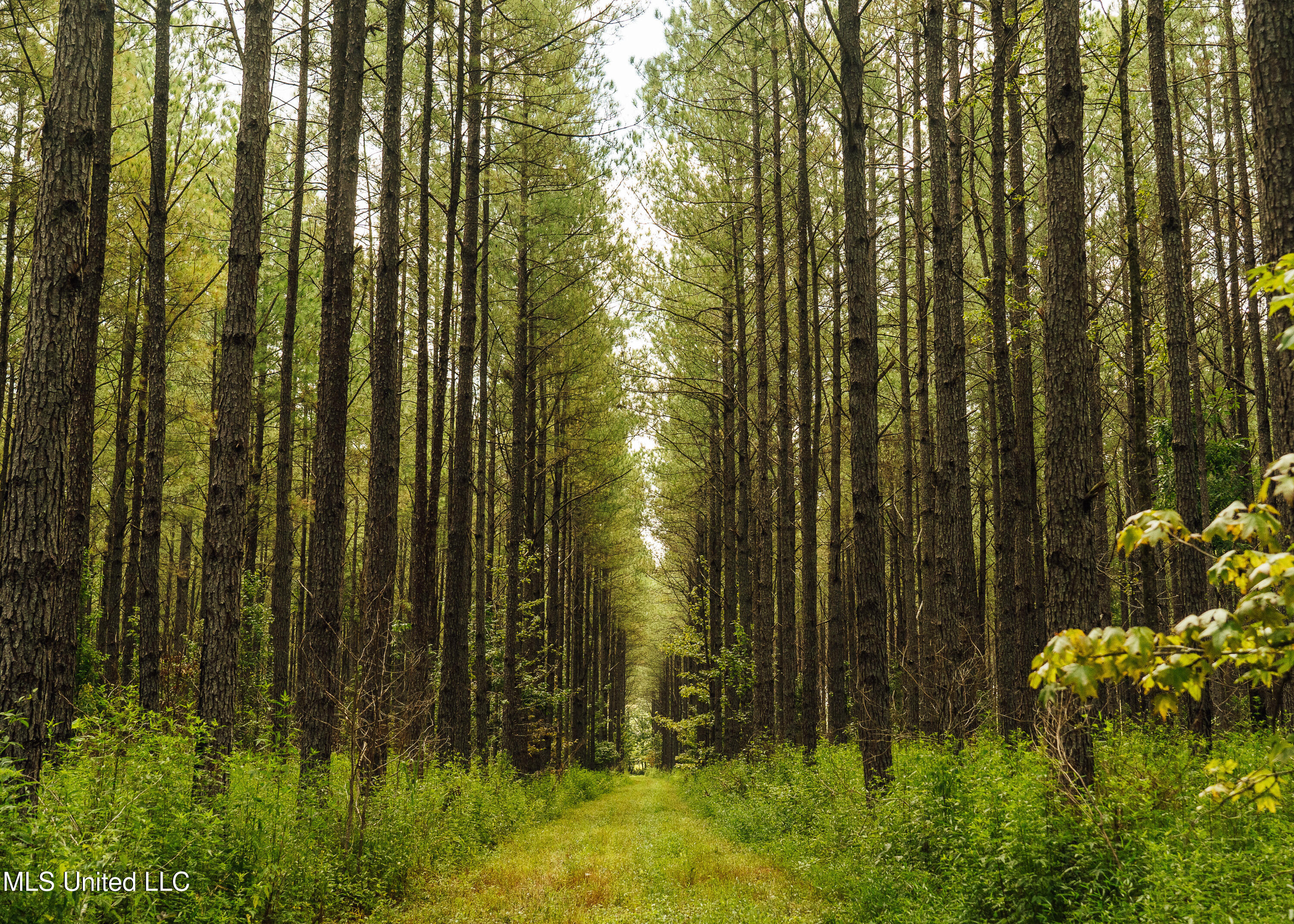 Weir-Highpoint Road McCool, MS 39108 - Photo 4 of 67 457 CHOCTAW PICS 3