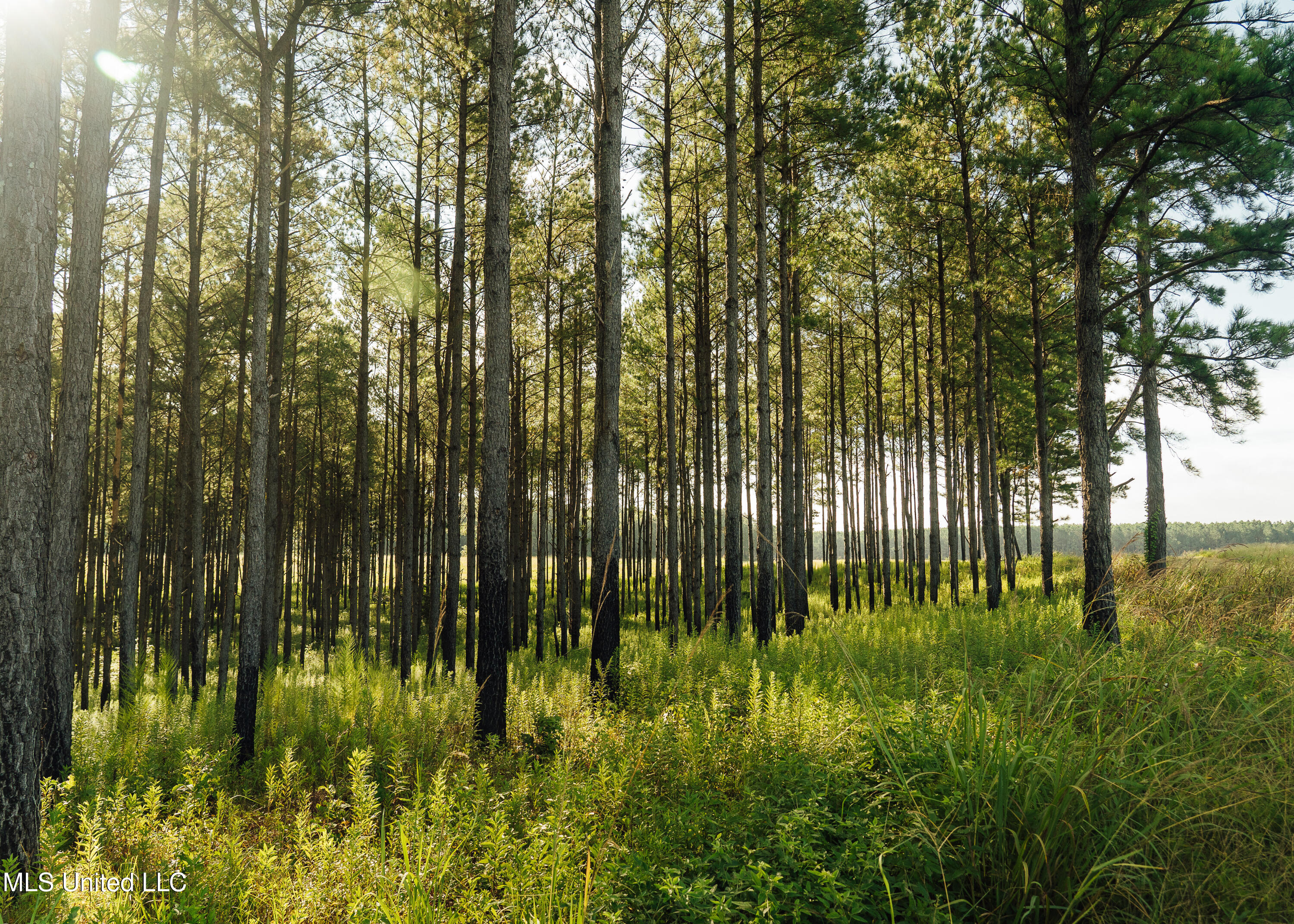 Weir-Highpoint Road McCool, MS 39108 - Photo 41 of 67 457 CHOCTAW PICS-34