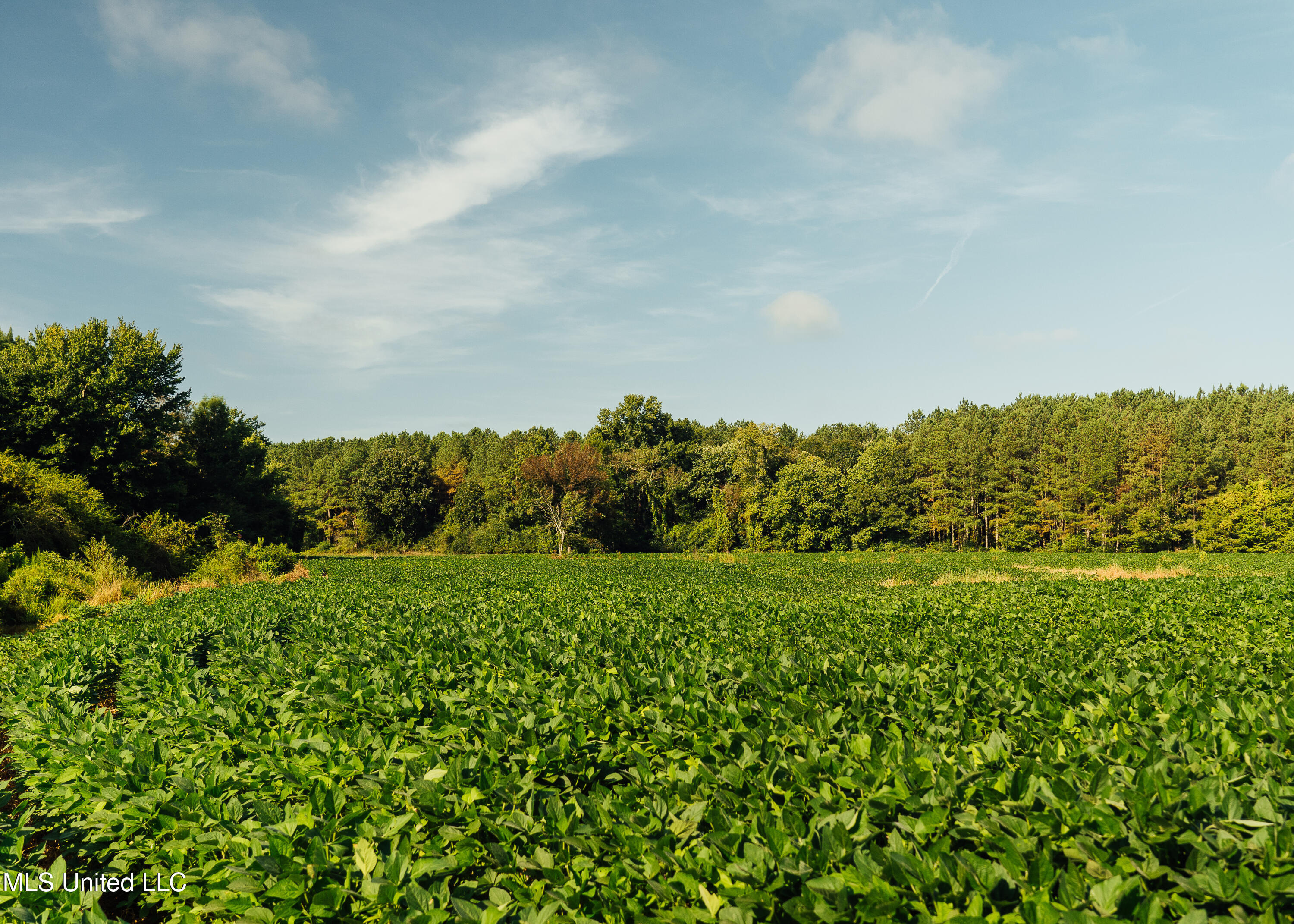 Weir-Highpoint Road McCool, MS 39108 - Photo 43 of 67 457 CHOCTAW PICS-36